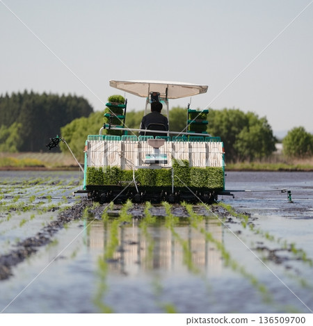 保障日本糧食供應:稻農正在種植稻米 保障日本糧食供應:稻農正在種植稻米 136509700