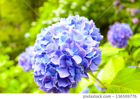 Blue hydrangea Blue hydrangea 136509776