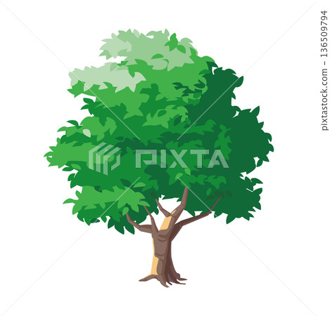 Illustration of a large tree (transparent background, symbol tree) Illustration of a large tree (transparent background, symbol tree) 136509794