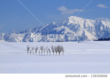 越後三山的冬季風景與雪原中的哈佐樹 136509806
