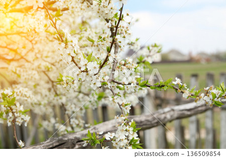 Spring Blossom by the Fence. Hello spring background. A close-up shot of a fruit tree branch covered in delicate white blossoms and fresh green leaves. Spring card Spring Blossom by the Fence. Hello spring background. A close-up shot of a fruit tree branch covered in delicate white blossoms and fresh green leaves. Spring card 136509854
