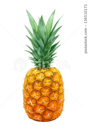 Pineapple illustration pineapple realistic Pineapple illustration pineapple realistic 136510171