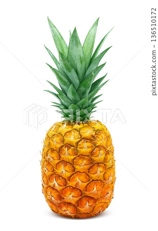 Pineapple illustration pineapple realistic Pineapple illustration pineapple realistic 136510172