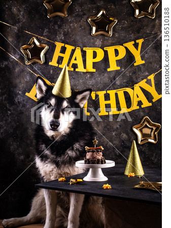 Dog birthday party. Malamut with cake Dog birthday party. Malamut with cake 136510188