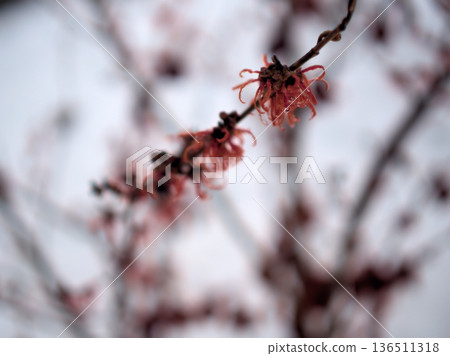 Beautiful red flowers of Hamamelis intermedia "Diane" blooming in snowy February 136511318