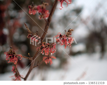 Beautiful red flowers of Hamamelis intermedia "Diane" blooming in snowy February 136511319