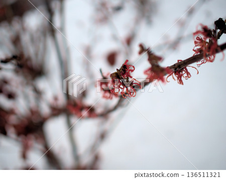 Beautiful red flowers of Hamamelis intermedia "Diane" blooming in snowy February Beautiful red flowers of Hamamelis intermedia "Diane" blooming in snowy February 136511321