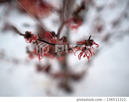 Beautiful red flowers of Hamamelis intermedia "Diane" blooming in snowy February 136511322