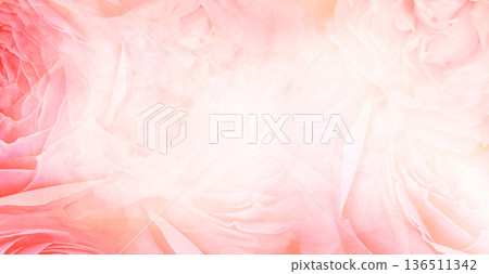 Roses flowers. Floral spring background. Close-up. Nature. 136511342