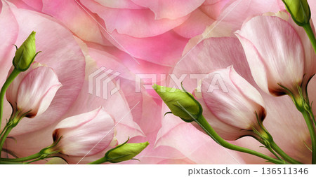 Roses flowers. Floral spring background. Close-up. Nature. Roses flowers. Floral spring background. Close-up. Nature. 136511346