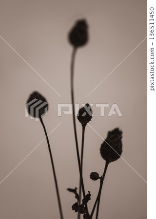 Dried Wildflower Silhouettes in Soft Sepia Light Dried Wildflower Silhouettes in Soft Sepia Light 136511450