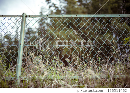 Fence Park Spring Vacant Lot April Image 136511462