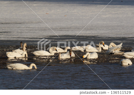 北海道冬季田野裡的天鵝 136511529