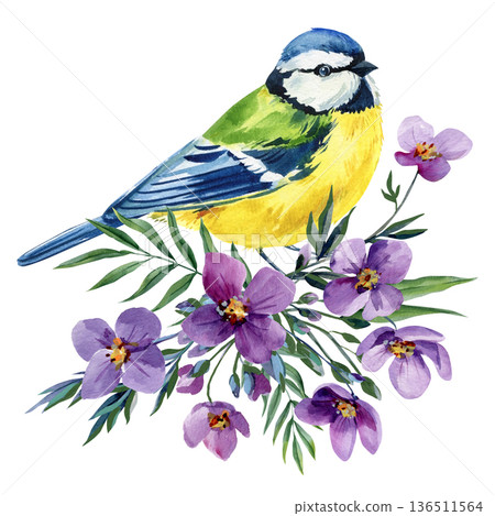 Blue tit bird with purple flowers watercolor illustration isolated on white spring botanical clipart for greeting cards and decor Blue tit bird with purple flowers watercolor illustration isolated on white spring botanical clipart for greeting cards and decor 136511564