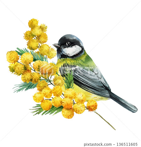 Great tit bird with mimosa bouquet watercolor illustration isolated on white spring floral clipart for invitations and prints Great tit bird with mimosa bouquet watercolor illustration isolated on white spring floral clipart for invitations and prints 136511605