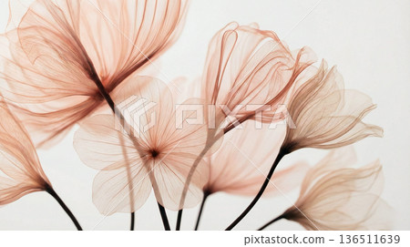 Delicate translucent flowers in soft peach and blush tones against a bright white background 136511639