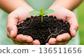 Hands gently holding fertile soil with a young green sprout and visible roots 136511656