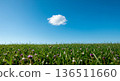 Vast blue sky with a single fluffy white cloud over a vibrant green meadow with small purple flowers 136511660
