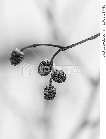 Snow Covered Alder Cones in Minimal Winter Light Snow Covered Alder Cones in Minimal Winter Light 136511746