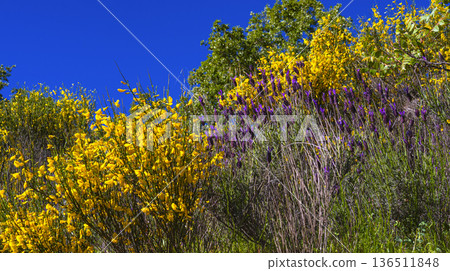 Common Broom, Arribes del Duero Natural Park Common Broom, Arribes del Duero Natural Park 136511848