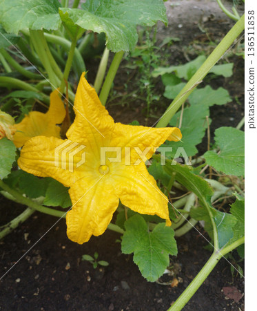 A vibrant, star-shaped yellow squash blossom in full bloom, surrounded by large, dark green leaves and dark soil, indicating active growth in a garden A vibrant, star-shaped yellow squash blossom in full bloom, surrounded by large, dark green leaves and dark soil, indicating active growth in a garden 136511858