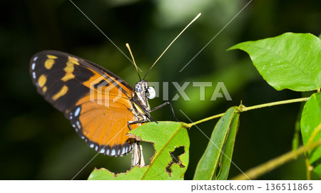 Butterfly, Marino Ballena National Park 136511865