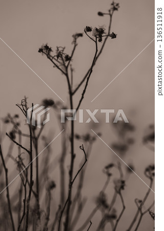 Silent Winter Stems 136511918