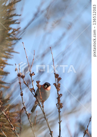 紅腹灰雀(雄性)Pyrrhula pyrrhula Linnaeus(北海道野生鳥類) 紅腹灰雀(雄性)Pyrrhula pyrrhula Linnaeus(北海道野生鳥類) 136512083