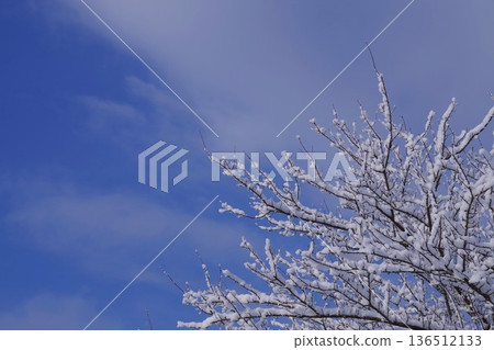積雪的樹和藍天 積雪的樹和藍天 136512133