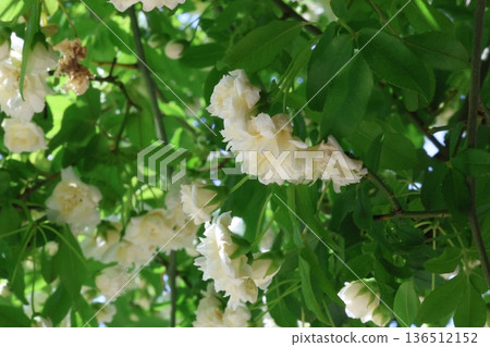 White mockholough White mockholough 136512152