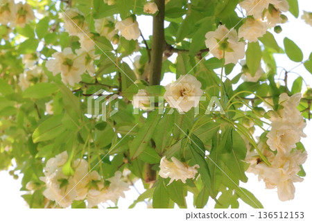 White mockholough 136512153