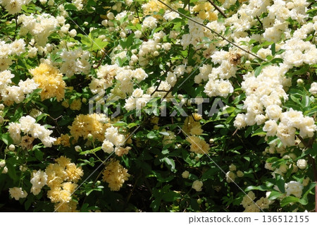 White mockholough 136512155