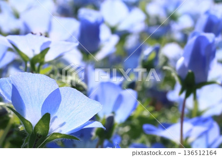 藍色粉蝶 136512164