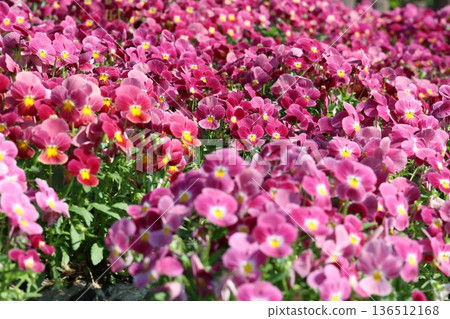 Blue pansy flowers blooming in spring Blue pansy flowers blooming in spring 136512168