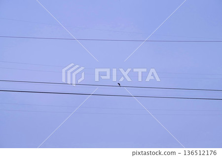 Birds stopping on wires 136512176