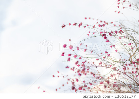 Delicate Pink Wildflowers in Soft Light 136512177