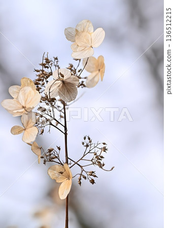 Winter Light on Hydrangea 136512215
