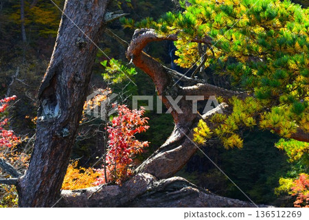 Autumn Babysitting Pine Tree, Naganohara Town, Gunma Prefecture Autumn Babysitting Pine Tree, Naganohara Town, Gunma Prefecture 136512269