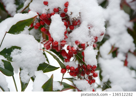 Snow and southern skies 136512282