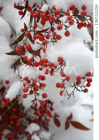 Snow and southern skies 136512284