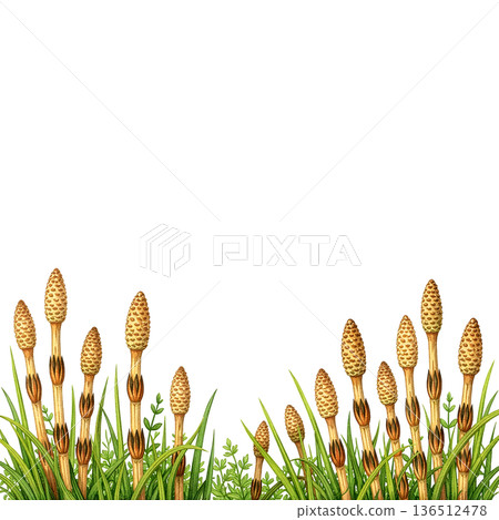 Japanese style spring horsetail background illustration 136512478