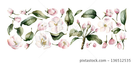 Apple blossom Set spring flowers bud branch. Cherry Sakura Blooming Watercolor hand drawn floral illustration isolated on white background Easter design fresh print cosmetic package porcelain crockery 136512535