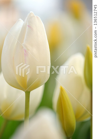 White tulip White tulip 136512745