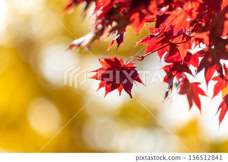 Red maple leaves in autumn sunlight with golden bokeh Red maple leaves in autumn sunlight with golden bokeh 136512841