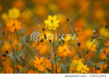 Yellow and orange cosmos wildflowers with warm bokeh 136512845
