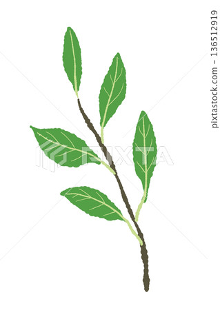 A simple illustration of a bay leaf branch. Easy to use for decorations and illustrations. A simple illustration of a bay leaf branch. Easy to use for decorations and illustrations. 136512919