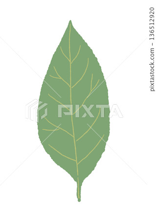 Illustration of a bay leaf from the front. A beautiful bay leaf with visible veins. Illustration of a bay leaf from the front. A beautiful bay leaf with visible veins. 136512920