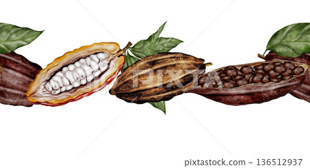 Cocoa bean watercolor seamless border. Hand-drawn cocoa fruit on a white background. Food clip art. Ideal for packaging chocolate and cocoa powder. 136512937