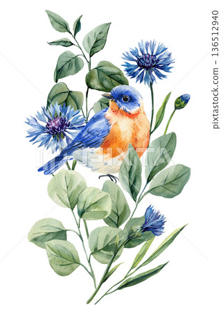 Bluebird with cornflower watercolor illustration isolated spring botanical composition with blue blossoms and green leaves Bluebird with cornflower watercolor illustration isolated spring botanical composition with blue blossoms and green leaves 136512940
