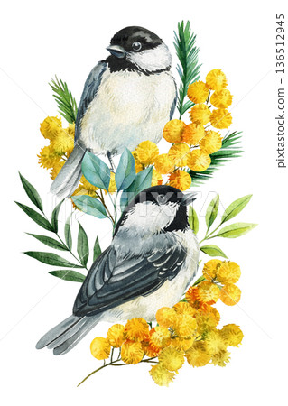 Chickadee birds with mimosa flowers watercolor illustration isolated on white spring botanical pair clipart for invitations Chickadee birds with mimosa flowers watercolor illustration isolated on white spring botanical pair clipart for invitations 136512945